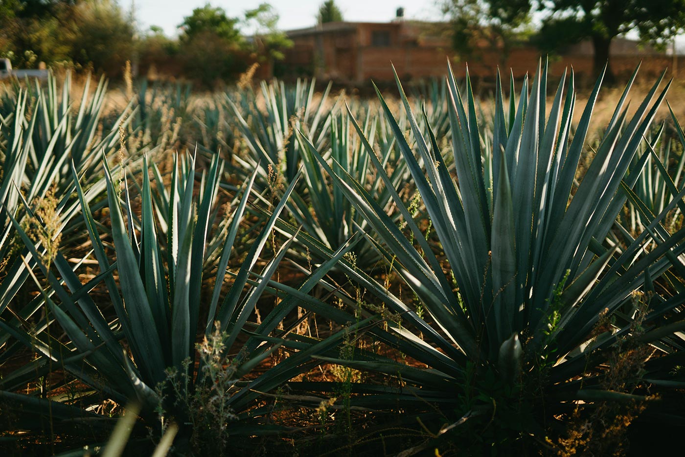 Mezcal | Showcasing Liquor products